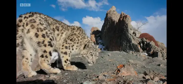 Snow leopard (Panthera uncia) as shown in Planet Earth II - Mountains